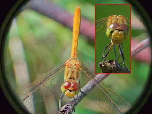 Sympetrum meridionale